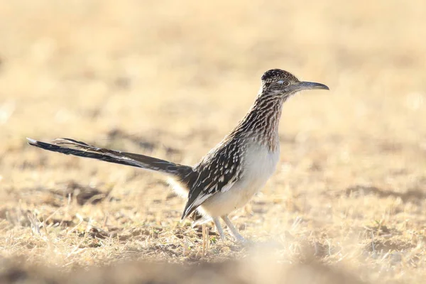 Roadrunner Bosque Del Apache Wildlife Refuge New Mexico — Stock Photo, Image