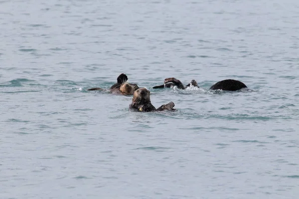 Nutria Marina Flotante Kalan Asiático Enhydra Lutris Lutris Alaska Estados —  Fotos de Stock