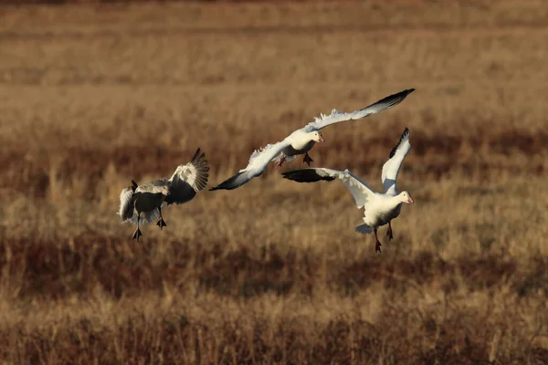 Hóludak Hajnalban Bosque Del Apache Mexikó — Stock Fotó