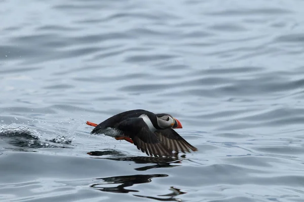 Atlantic Puffin Fratercula Arctica Noruega — Fotografia de Stock