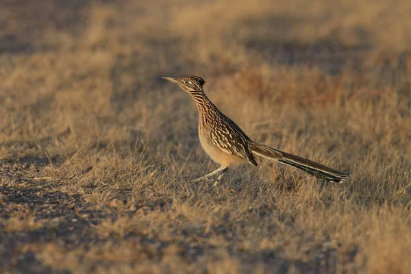 Refugio Vida Silvestre Bosque Del Apache Nuevo México — Foto de Stock