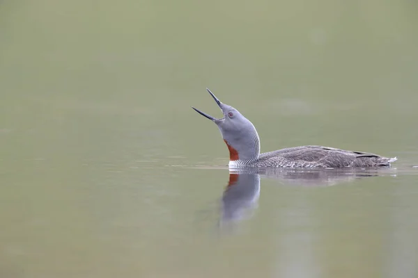 red-throated loon (North America) or red-throated diver (Britain and Ireland)