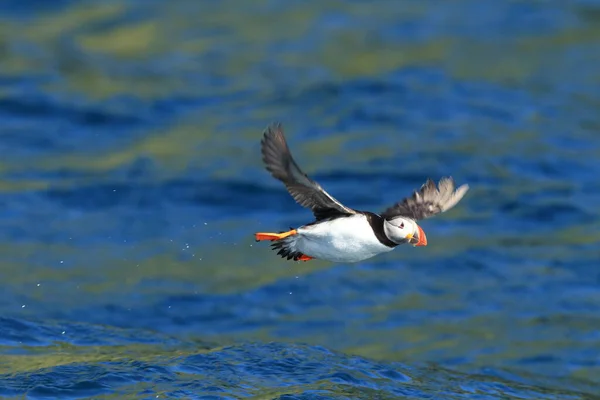 Atlantlunnefågel Fratercula Arctica Norge — Stockfoto