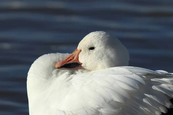 Oche Delle Nevi All Alba Bosque Del Apache Nuovo Messico — Foto Stock