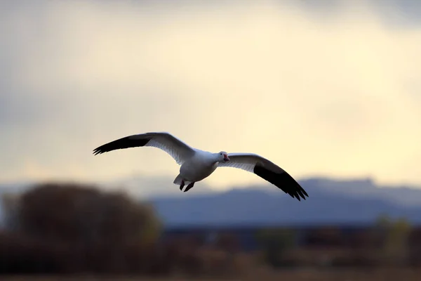 Sneeuwganzen Ochtend Bosque Del Apache New Mexico — Stockfoto