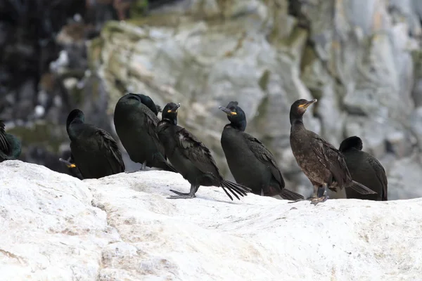 Europeu Shag Comum Shag Phalacrocorax Aristotelis Ilha Runde Norway — Fotografia de Stock