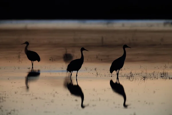 Кран Песчаном Холме Grus Canadensis Национальном Заповеднике Дикой Природы Боске — стоковое фото