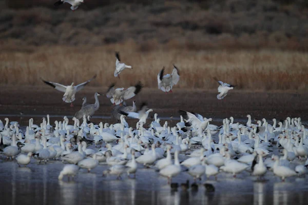 Snow Geese Dawn Bosque Del Apache New Mexico — Stock Photo, Image