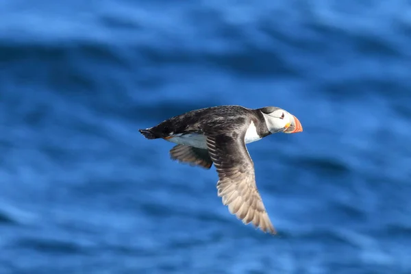 Atlantlunnefågel Fratercula Arctica Norge — Stockfoto