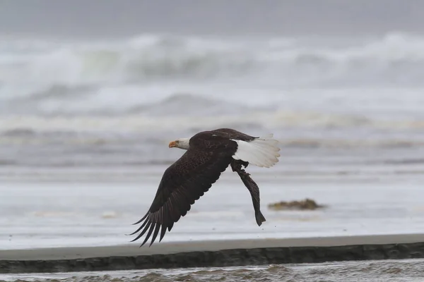 Bald Eagle Vancouver Island Canadá — Fotografia de Stock