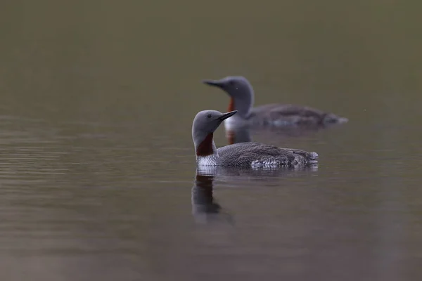 red-throated loon (North America) or red-throated diver (Britain and Ireland)