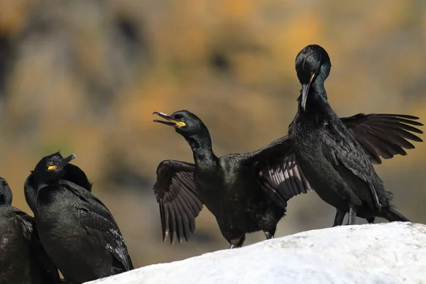 Europeu Shag Comum Shag Phalacrocorax Aristotelis Ilha Runde Norway — Fotografia de Stock