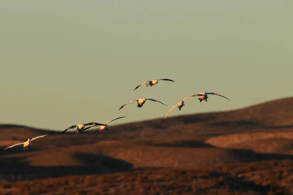 Snow Geese Dawn Bosque Del Apache New Mexico — Stock Photo, Image