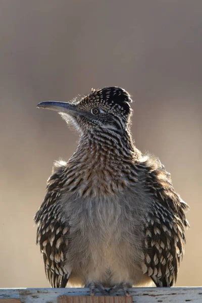 Roadrunner Bosque Del Apache Fristad För Vilda Djur New Mexico — Stockfoto