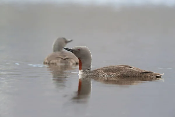 Red Throated Loon North America Red Throated Diver Britain Ireland — Stock Photo, Image