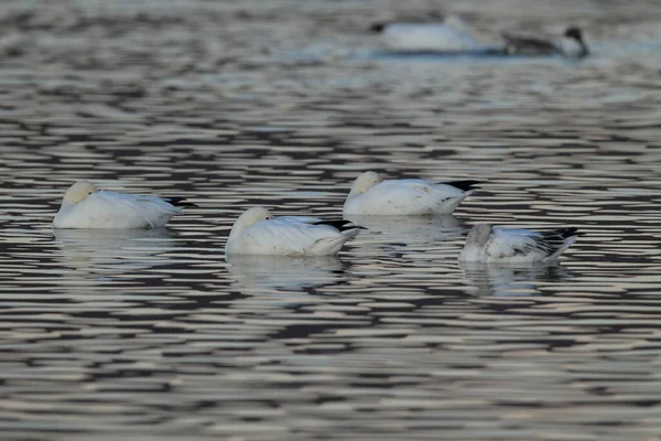 Gansos Nieve Amanecer Bosque Del Apache Nuevo México — Foto de Stock