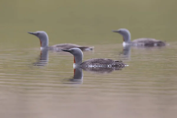 Red Throated Loon North America Red Throated Diver Britain Ireland — Stock Photo, Image