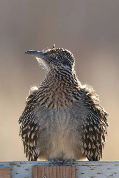 Приют Диких Животных Roadrunner Bosque Del Apache Нью Мексико — стоковое фото