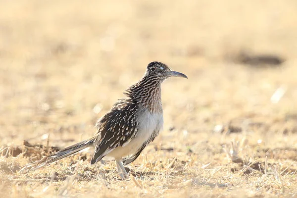 Roadrunner Bosque Del Apache Wildlife Refuge New Mexico — Stock Photo, Image