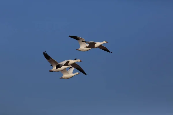 Schneegänse Der Morgendämmerung Bosque Del Apache New Mexico — Stockfoto