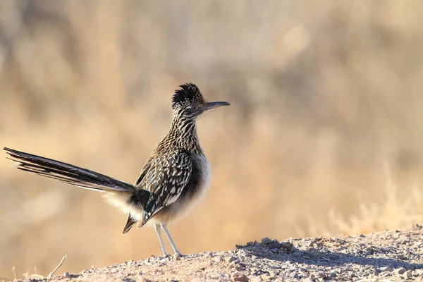 Roadrunner Bosque Del Apache Wildlife Refuge New Mexico — Stock Photo, Image