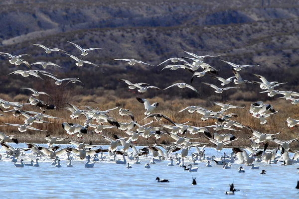 Sněžné Husy Úsvitu Bosque Del Apache Nové Mexiko — Stock fotografie