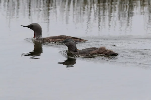 red-throated loon (North America) or red-throated diver (Britain and Ireland)