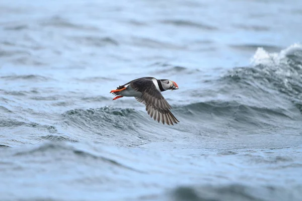 Atlantlunnefågel Fratercula Arctica Norge — Stockfoto