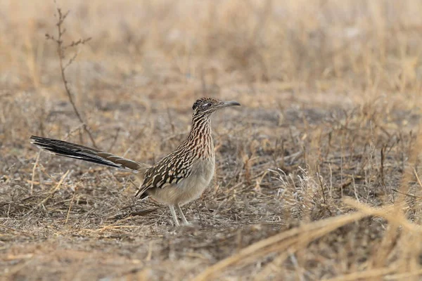 Roadrunner Bosque Del Apache Wildlife Refuge New Mexico — Stock Photo, Image