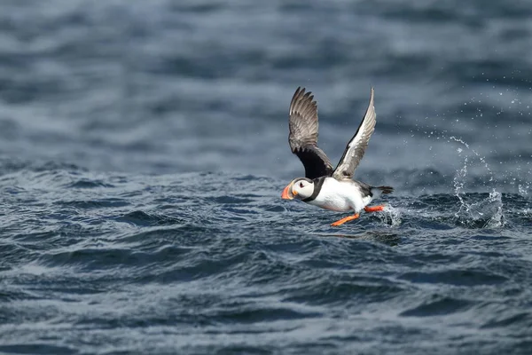 Atlantic Puffin Fratercula Arctica Noruega — Fotografia de Stock