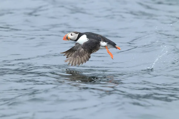 Atlantic Puffin Fratercula Arctica Norsko — Stock fotografie