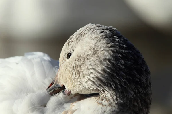 Χιονόχηνες Την Αυγή Bosque Del Apache Νέο Μεξικό — Φωτογραφία Αρχείου