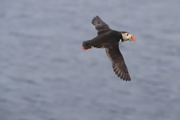 Puffin Flying Fratercula Arctica Nell Habitat Naturale Islanda — Foto Stock