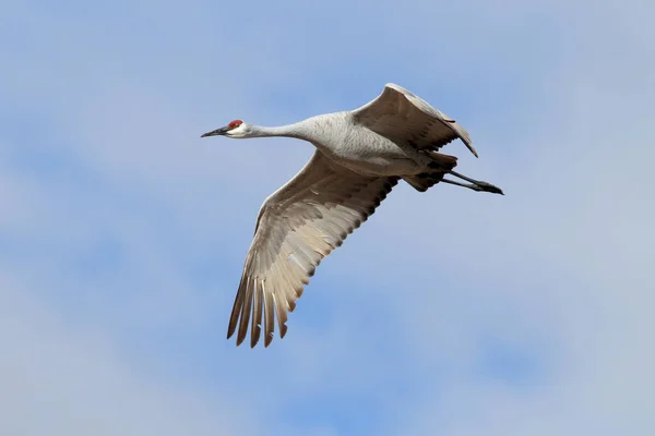 Grue Blanche Grus Canadensis Bosque Del Apache National Wildlife Refuge — Photo