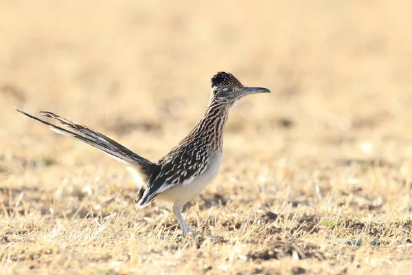 Roadrunner Bosque Del Apache Vadvilág Menedék Mexikóban — Stock Fotó