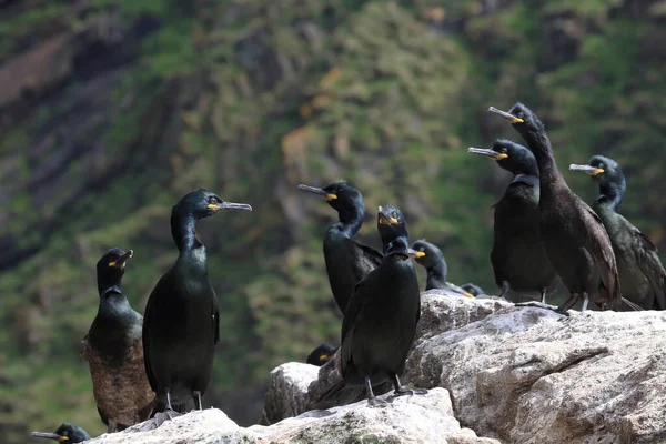 Follada Europea Follada Común Phalacrocorax Aristotelis Isla Runde Norway — Foto de Stock