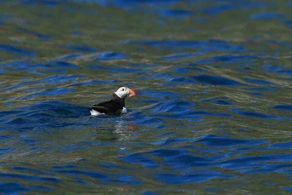 Puffin Atlántico Fratercula Arctica Noruega — Foto de Stock