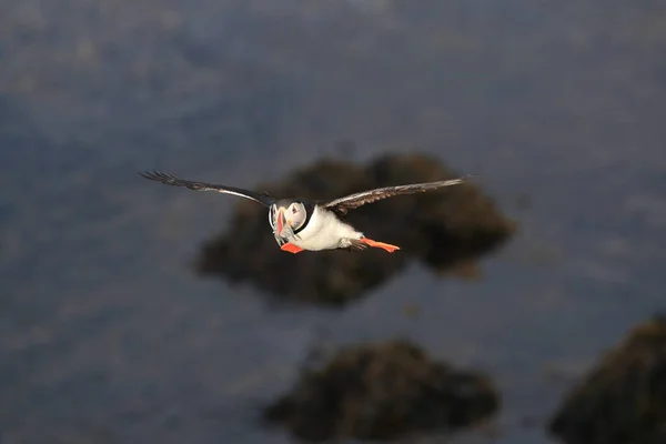 Puffin Flying Fratercula Arctica Habitat Natural Islândia — Fotografia de Stock