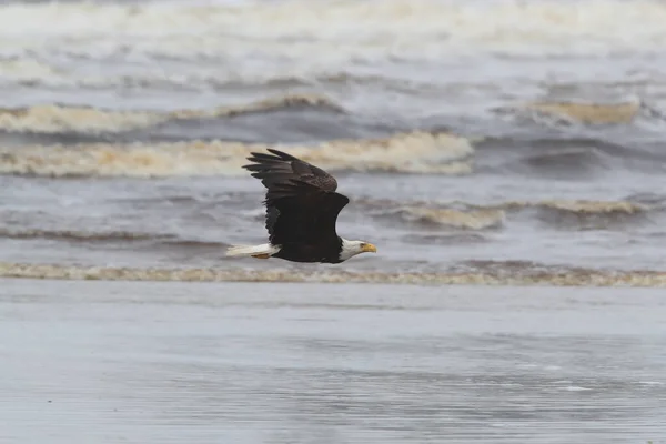 Bald Eagle Vancouver Island Canadá — Fotografia de Stock