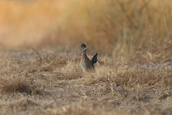 Roadrunner Bosque Del Apache Wildlife Refuge New Mexico — Stock Photo, Image