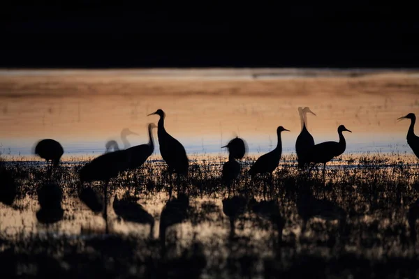 Grus Canadensis Bosque Del Apache National Wildlife Refuge Usa — 스톡 사진