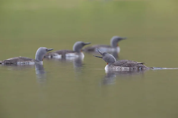 Red Throated Loon North America Red Throated Diver Britain Ireland — Stock Photo, Image