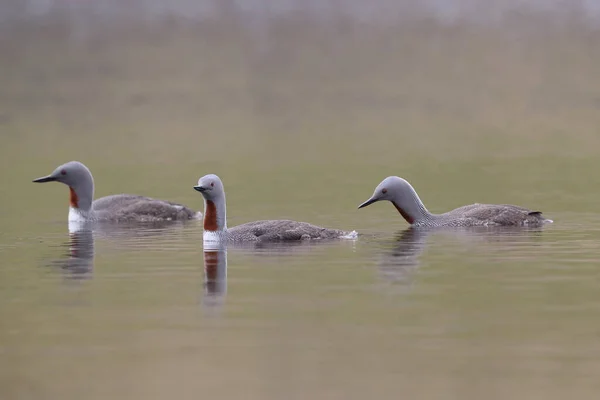 Red Throated Loon North America Red Throated Diver Britain Ireland — Stock Photo, Image