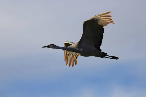 Γερανός Grus Canadensis Στο Εθνικό Καταφύγιο Άγριας Ζωής Bosque Del — Φωτογραφία Αρχείου