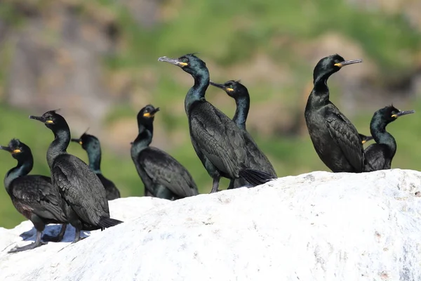 Europeiskt Knull Eller Vanligt Knull Phalacrocorax Aristotelis Runde Norge — Stockfoto