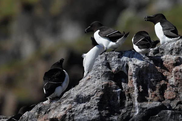 Razorbill Alca Torda Νησί Runde Norway — Φωτογραφία Αρχείου