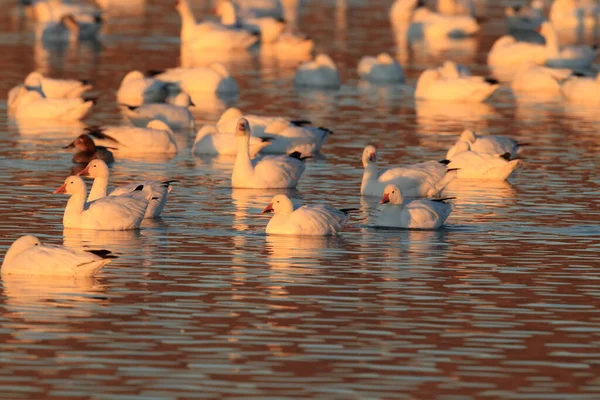 Gansos Nieve Amanecer Bosque Del Apache Nuevo México — Foto de Stock