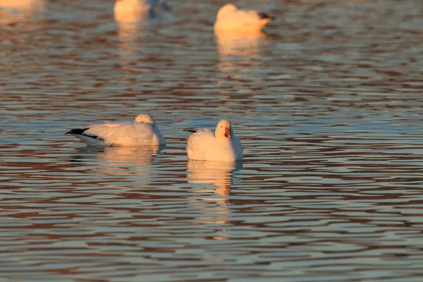 Gansos Nieve Amanecer Bosque Del Apache Nuevo México — Foto de Stock