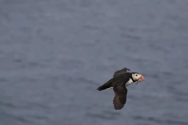 Puffin Flying Fratercula Arctica Στο Φυσικό Ενδιαίτημα Της Ισλανδίας — Φωτογραφία Αρχείου