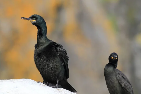 European Shag Common Shag Phalacrocorax Aristotelis Island Runde Norway — Stock Photo, Image